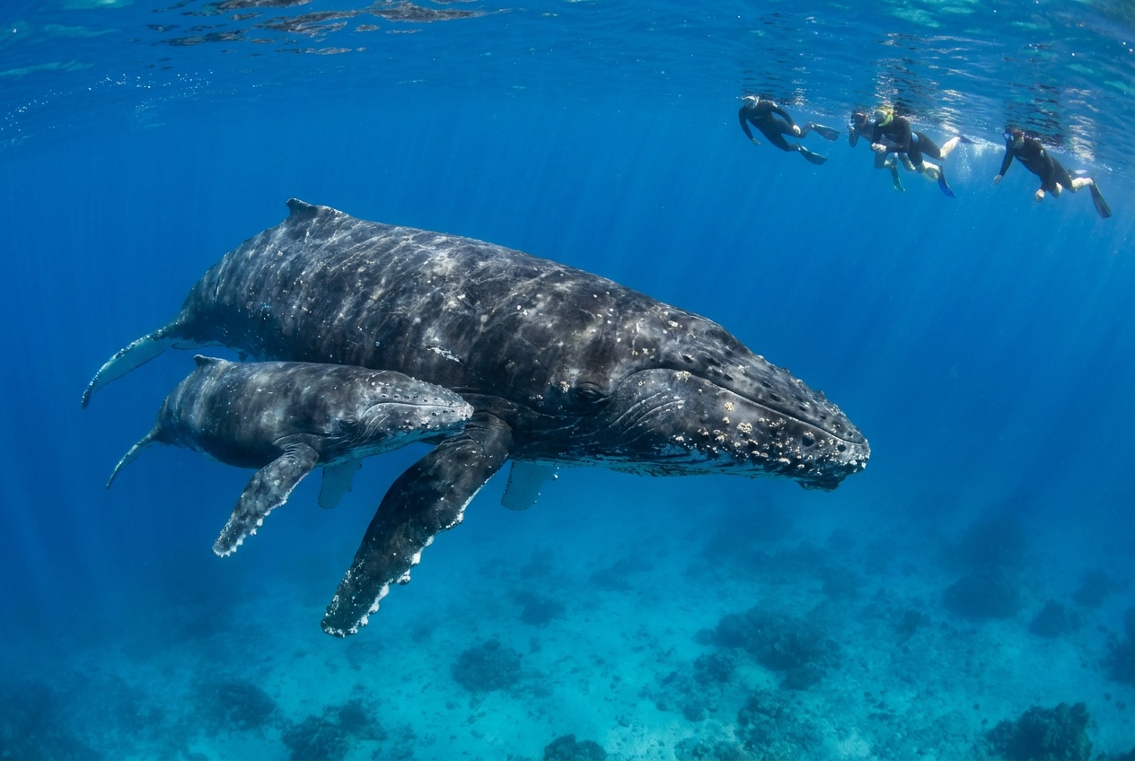 Nage avec les dauphins & baleines photo 2